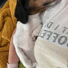 King Henry - Dachshund