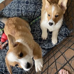 American Corgi and Pembroke Welsh Corgi Puppies from Emma’s Corgi’s