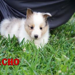 Nacho - Sable Merle Boy - Sable merle and white male Shetland Sheepdog puppy in Frazeysburg, Ohio from Mountain High Kennels