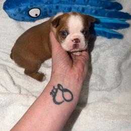 Boy 1 - Red male Boston Terrier puppy in Ringgold, Georgia from A-K Boston Terriers