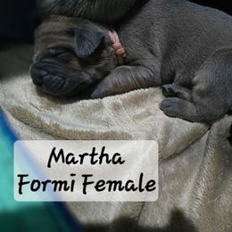 Girl 2 - Gray and fawn female Cane Corso puppy in Sandia, Texas from OneTime Cane Corso