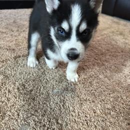 Siberian Husky Puppies from Dave’s Husky’s