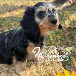 Silky dapple - Dapple male Dachshund puppy in Nashville, Arkansas from Whisenhunt Farms