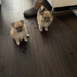 Pomeranian Puppies from ARC Kennels