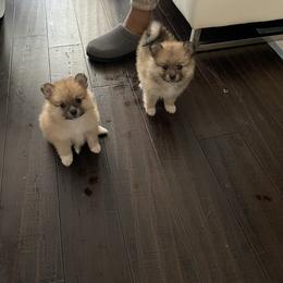 Pomeranian Puppies from ARC Kennels
