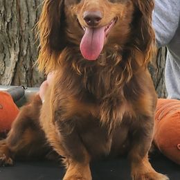Dachshunds from Homegrown Hoosier Kennels