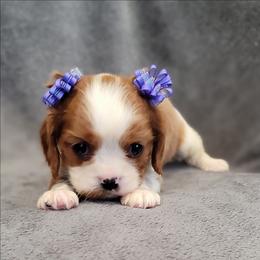 Freya - Blenheim female Cavalier King Charles Spaniel puppy in Romeoville, Illinois from KonopkaKennelsLLC
