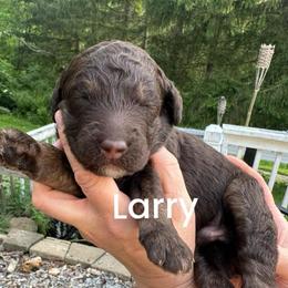 Larry - Phantom male Goldendoodle puppy in Prosperity, Pennsylvania from Stelladoodles & Company