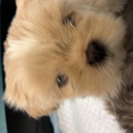 Boy 1 - male Shih Tzu puppy in Maryland from Annie’s Little Rascals
