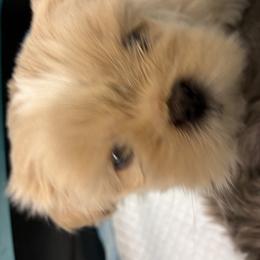 Boy 1 - male Shih Tzu puppy in Maryland from Annie’s Little Rascals