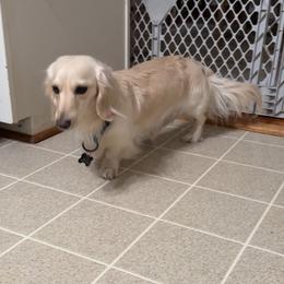 Snoopy - Dachshund
