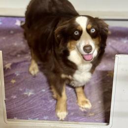 Ginger - Miniature Australian Shepherd