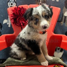 Miniature American Shepherd, Miniature Australian Shepherd, and Toy Australian Shepherd Puppies from Goading Glee Glade