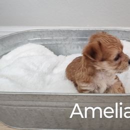 Morkie Puppies from Heart of Texas Morkies