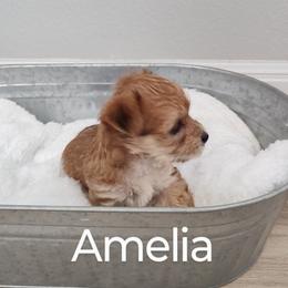 Morkie Puppies from Heart of Texas Morkies