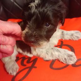 Rocky - Parti male Miniature Schnauzer puppy in Midland, Texas from Shebbies Puppy Palace