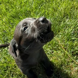 Girl 1 - female Labrador Retriever puppy in Mc Arthur, California from Hudson Silverado Bird Dogs