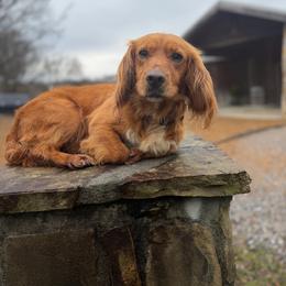 Maggie - English Cocker Spaniel