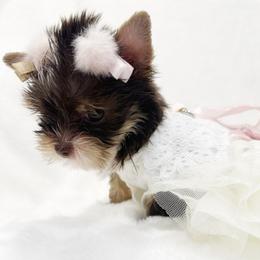 Snuggles - Chocolate, tan and white female Yorkshire Terrier puppy in Azle, Texas from Texas Star Unique Yorkies