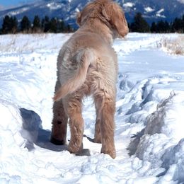 Golden Retriever Puppies from Retrievers Gold AZ