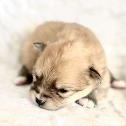 Pomeranian and Pomsky Puppies from Blueberry Poms and Pomskies