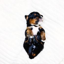 Chance - Tri-color male Bernedoodle puppy in Mahomet, Illinois from Jordan Family Doodles