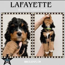 Lafayette (Green collar) - Tri-color male Bernedoodle puppy in Boiling Springs, South Carolina from OlliePups, LLC