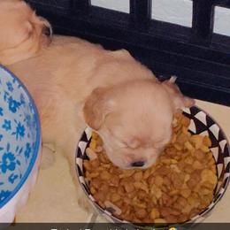 Fawn 2 - Fawn female Pekingese puppy in Winter Haven, Florida from Polk County Peekapoos