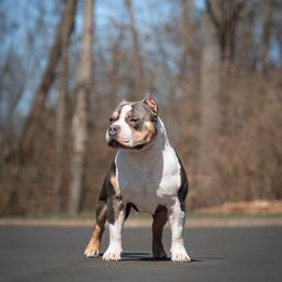 American Bully puppies from District 12 Kennels