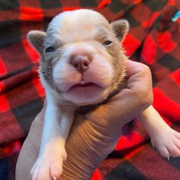 MARGARITA - Seal and white Boston Terrier puppy in Anderson, South Carolina from Lola’s House of Bostons & Rescue