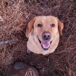Sarge - Labrador Retriever