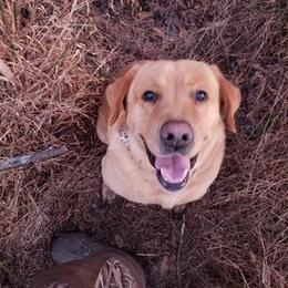 Sarge - Labrador Retriever