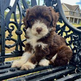 Peach Bow Female - Brown and white female Aussiedoodle puppy in Crawford, Mississippi from Magnolia State Poodles and Doodles