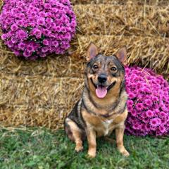 Swedish Vallhunds from Solgladje’s Swedish Vallhunds