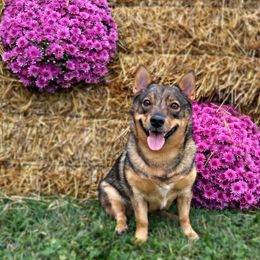 Swedish Vallhunds from Solgladje’s Swedish Vallhunds