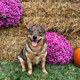 Swedish Vallhunds from Solgladje’s Swedish Vallhunds
