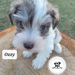 Miniature Schnauzer Puppies from Little Schnauzer Paws