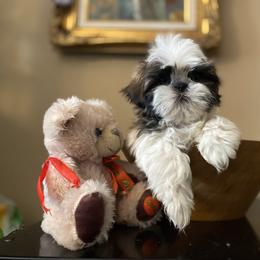 Boy 4 - Liver and white male Shih Tzu puppy in Troy, Michigan from "Shihtzu Best Friend"