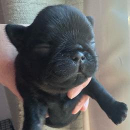 Licorice - Black and tan male Brussels Griffon puppy in Fallbrook, California from Waski