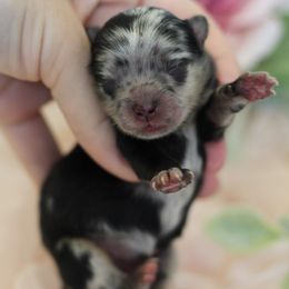 AKC Black Merle - Blue merle female Pomeranian puppy in Sacramento, California from My Precious Poms