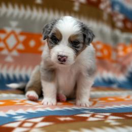 Ash - Blue merle male Australian Shepherd puppy in Lakewood, Colorado from Skyray Aussies