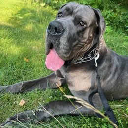 Great Dane Puppies from BkB’s House of Danes