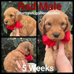 Red - Red  male Goldendoodle puppy in Upland, California from Hartman Goldendoodles