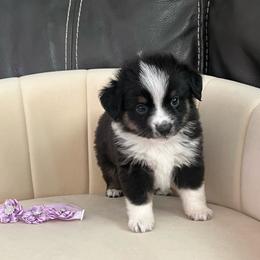Lou - Black tri female Toy Australian Shepherd puppy in Norco, California from River Springs Aussies