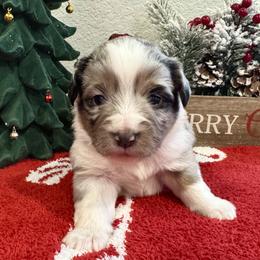 Miniature American Shepherd and Miniature Australian Shepherd Puppies from Fuzy Butts Mini & Toy Aussies