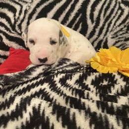 Dalmatian Puppies from River Bend Barkery
