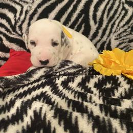 Dalmatian Puppies from River Bend Barkery