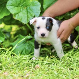 Zenyatta - Black and white female Border Collie puppy in Oakley, California from Von Guadachi German Shepherds & Audacity Border Collies