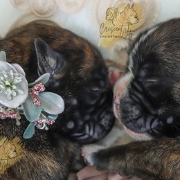 Boxer Puppies from Crescent City European Boxers