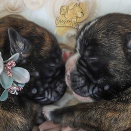 Boxer Puppies from Crescent City European Boxers